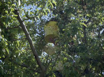 Der Bienenschwarm wird gepflückt