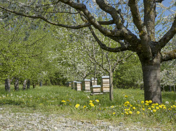 View on a part of the apiary